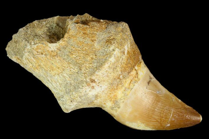 Fossil Rooted Mosasaur (Prognathodon) Tooth - Morocco #116972